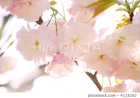 雙櫻花(單葉) 雙櫻花(單葉) 4118162