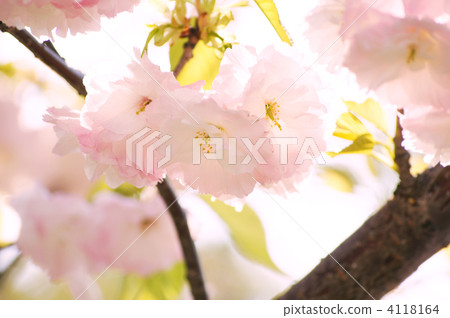 雙櫻花(單葉) 雙櫻花(單葉) 4118164