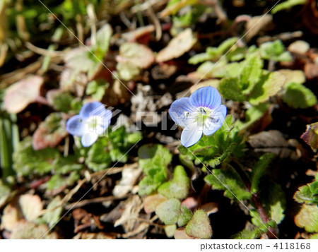 Persian speedwell Persian speedwell 4118168