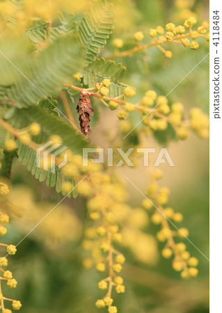 含羞草和昆蟲 4118484