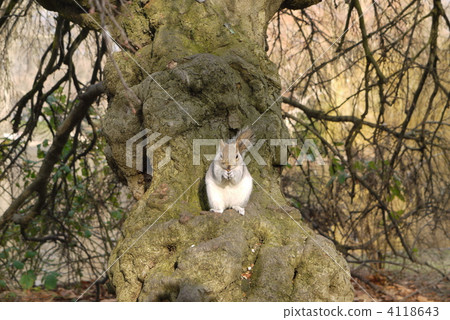 squirrel, squirrels, acorn 4118643