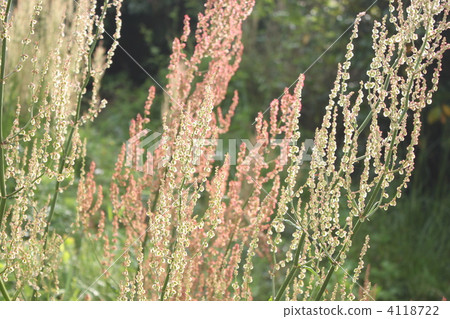 swiva的種子 4118722