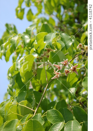 Mube flowers Mube flowers 4118742