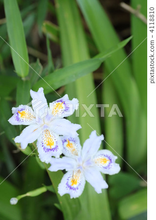 Shaga的花朵 4118810