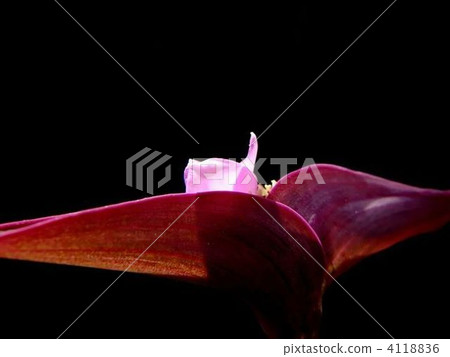 Murasakigoten, purple heart, what a lovely name 4118836