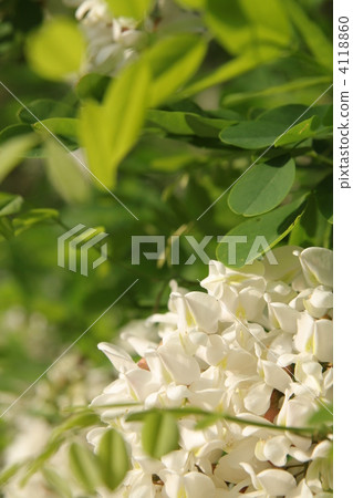 Flower of Harienge 4118860