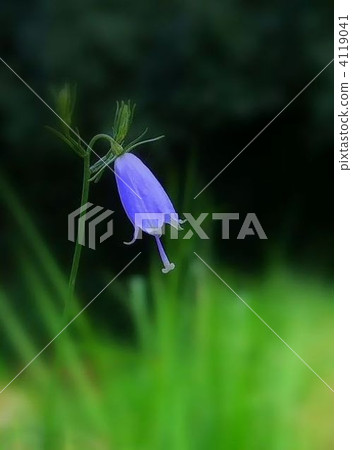 皇家和可愛的Tsuriganeinjin花 4119041