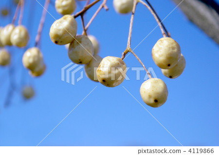 沙灘的果實 4119866