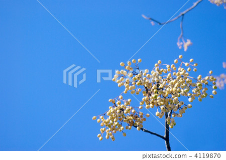 Fruit of the sandan 4119870