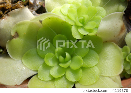 Insectivorous plant Mexican Pinggyra 4119878