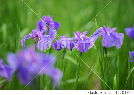 虹膜 雨季初 琦玉縣 4120174