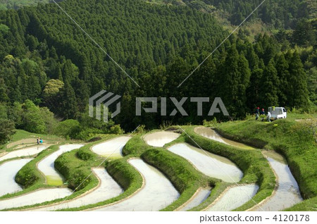 Rice paddy spring 4120178