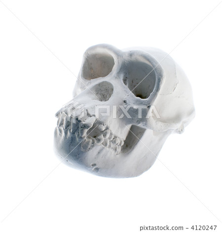 The skull of a gypsum animal (skeletal specimen) 4120247