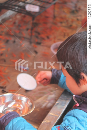 Goldfish scooping  4120753