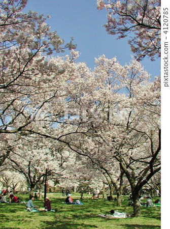A cherry-blossom viewing at Takatojojo Park A cherry-blossom viewing at Takatojojo Park 4120785
