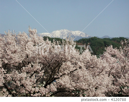 Southern Alps of cherry blossoms and crown of full bloom 4120788