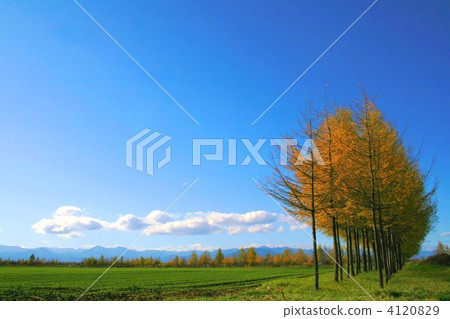Autumn sky and windproof forest 4120829