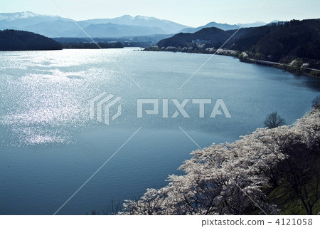 Cherry blossoms and Zao factions 4121058