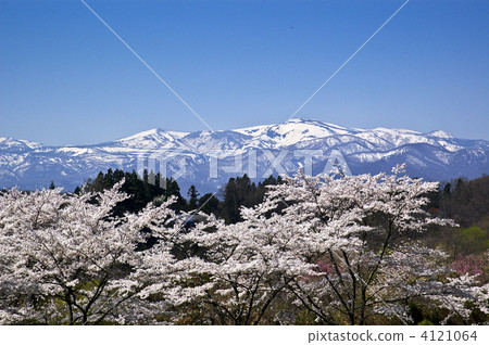 櫻花和藏王派系 櫻花和藏王派系 4121064