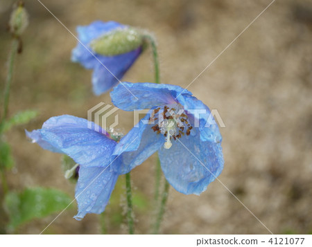 Goryosakuden藍罌粟 4121077