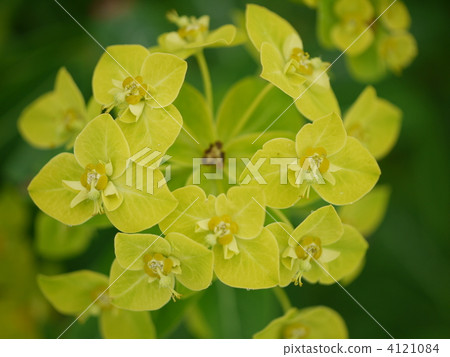 Goryosaku Hakusan Taiki 4121084