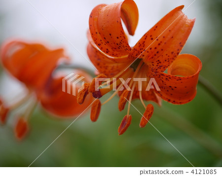 Goryosakutake Cream Lily 4121085
