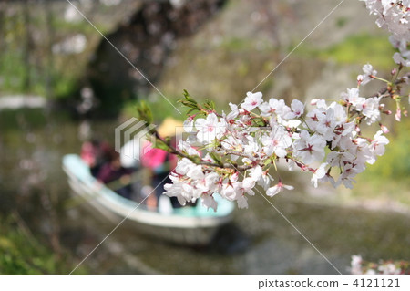 Tokushima katsuura town, cherry tree along the birthplace Tanigawa 4121121