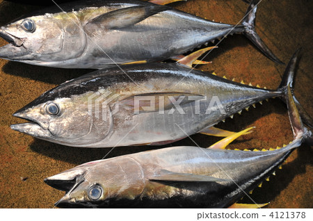 黃鰭金槍魚 4121378