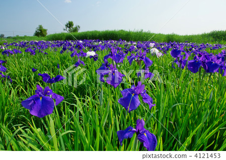 虹膜 口頭消息 雨季初 4121453