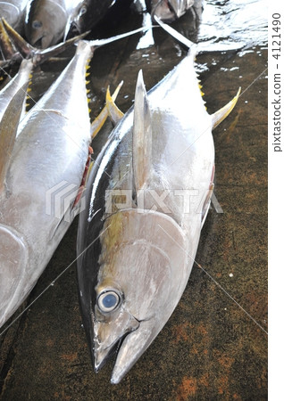 勝浦的金槍魚 4121490