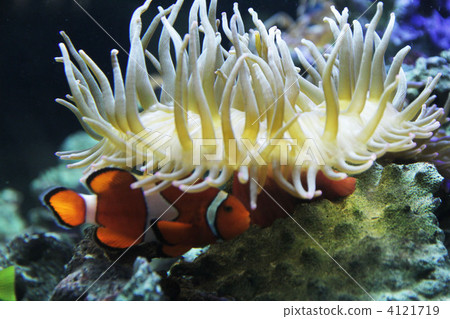 銀蓮花 海葵 魚 4121719