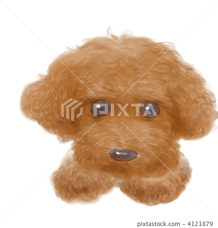 toy poodle toy poodle 4121879