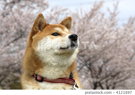 Shiba Inu and Sakura 4121897