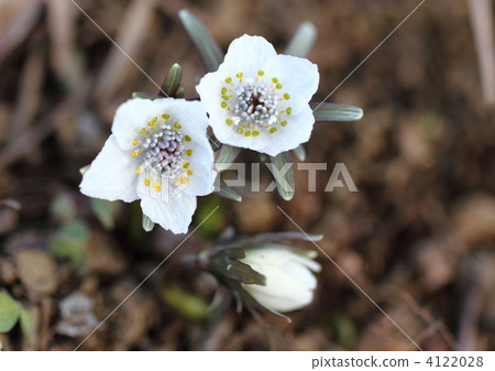 Small and pretty Setsubashi grass 4122028