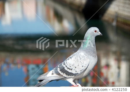 dove, bird, birds 4122250