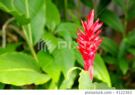 Red ginger 4122363