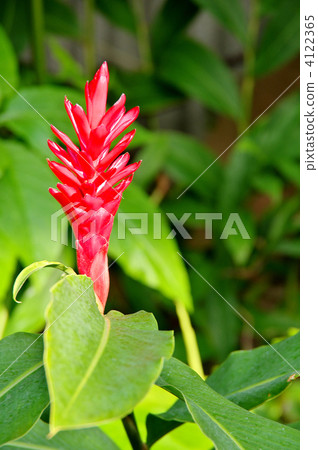 Red ginger 4122365