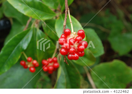 竹筍水果 竹筍水果 4122462