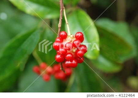 竹筍水果 4122464