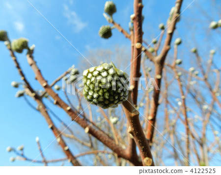 Mitsumata的芽 4122525