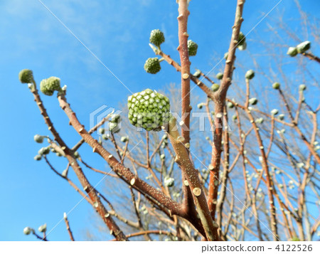 Mitsumata的芽 4122526