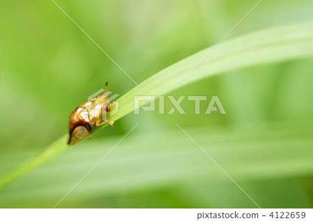 Jingasa beetle Jingasa beetle 4122659