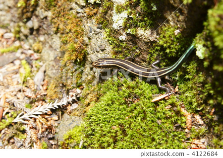 Japanese lizard 4122684