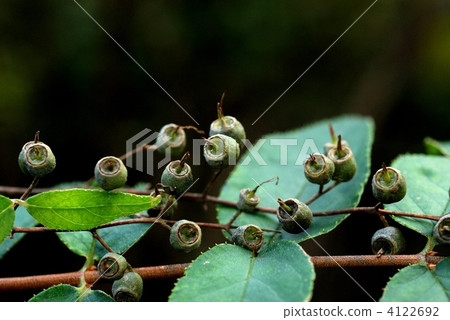 Ugi fruit 4122692