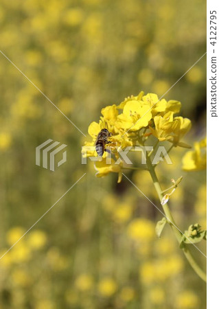 Rape flower field and bee Rape flower field and bee 4122795
