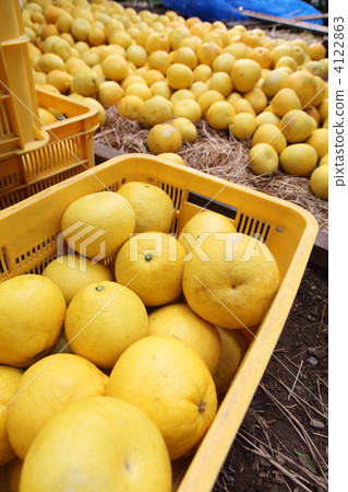 Tosa Fumiya's Harvest 4122863