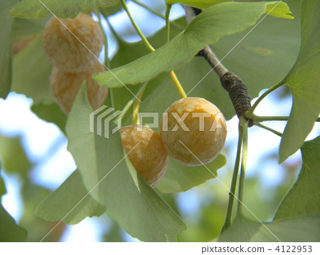 銀杏麵條 4122953