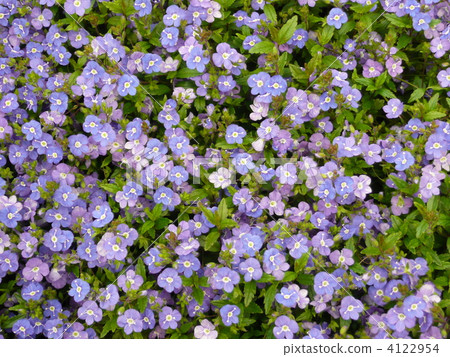 維羅尼卡·牛津 4122954