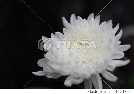 白色粉筆 4123734