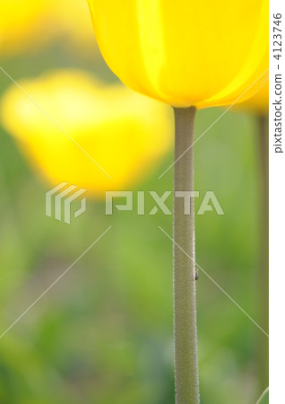 鬱金香黃色 4123746